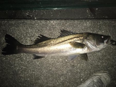 ランカー届かず