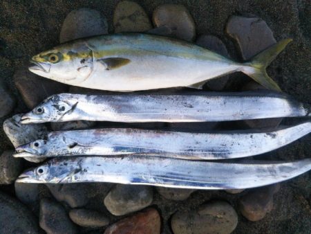 阿南市の大野突堤でタチウオとツバス