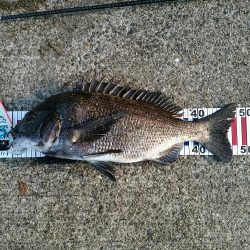 初チヌ！年無し！？