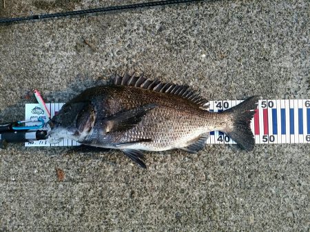 初チヌ！年無し！？