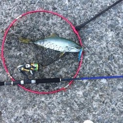 早朝に青物きた！