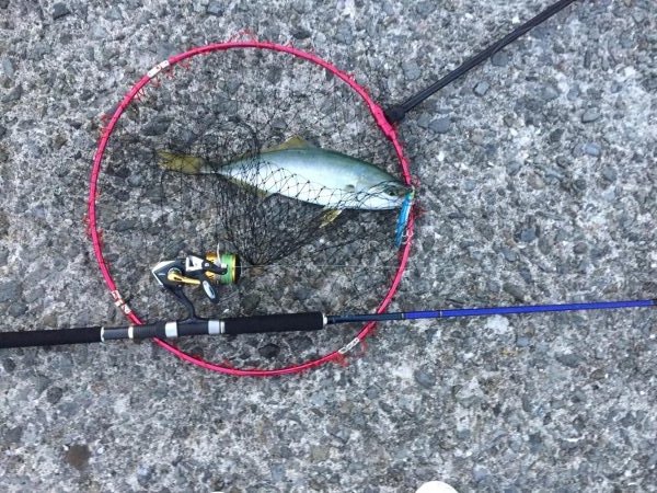 早朝に青物きた！