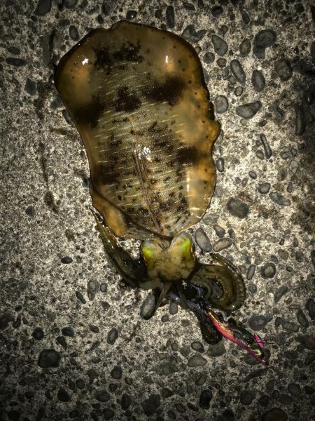 木岐&由岐エギング