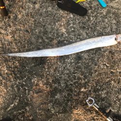 タチウオゲット