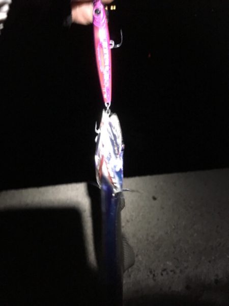 メタルジグで釣れました。