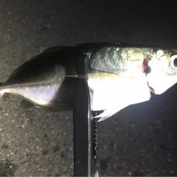 ゲキシブアジング