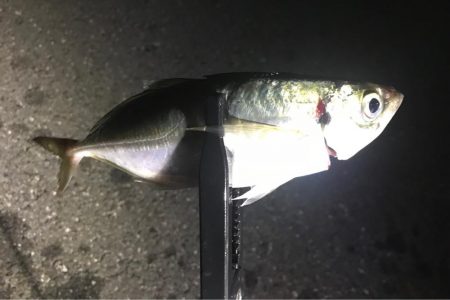 ゲキシブアジング