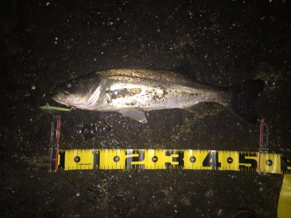 サヨリパターン！