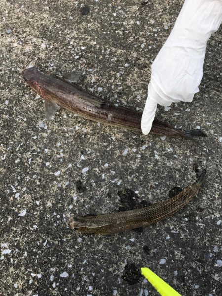 来たかと思いきや