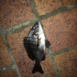 ワインドと小物釣り