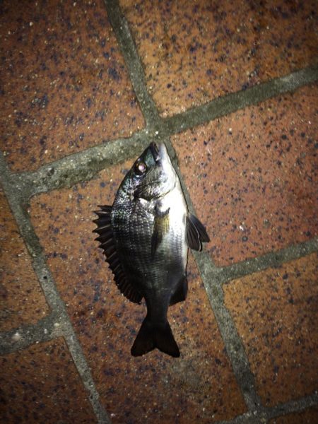 ワインドと小物釣り