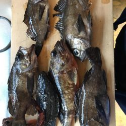 ライトロック釣行