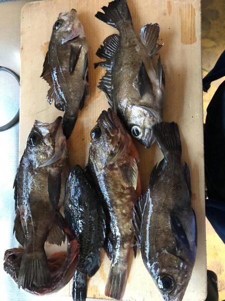 ライトロック釣行