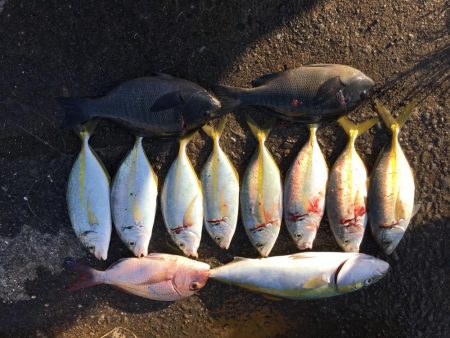 久礼にて磯フカセ釣り