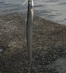 風とゴミの中なんとか太刀魚