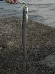 風とゴミの中なんとか太刀魚