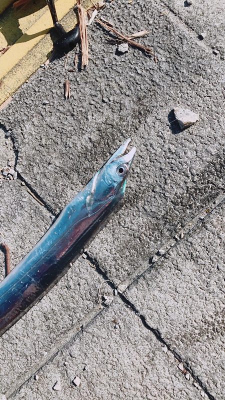 昼間なのにータチウオ