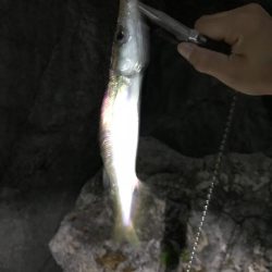 カマスサゴシチダイ