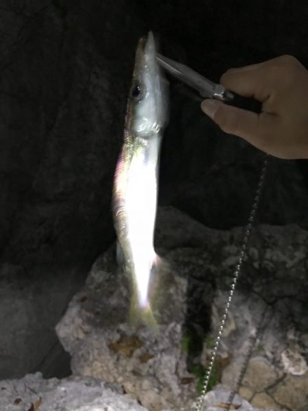 カマスサゴシチダイ