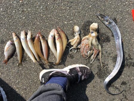 落ちギスおいしいー！！！！