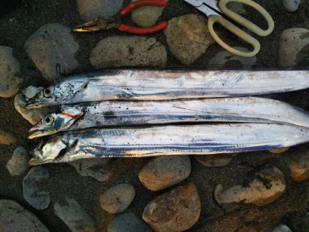 阿南市の大野突堤でタチウオ