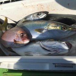 剣崎沖コマセマダイ