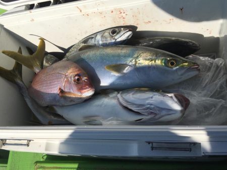 剣崎沖コマセマダイ