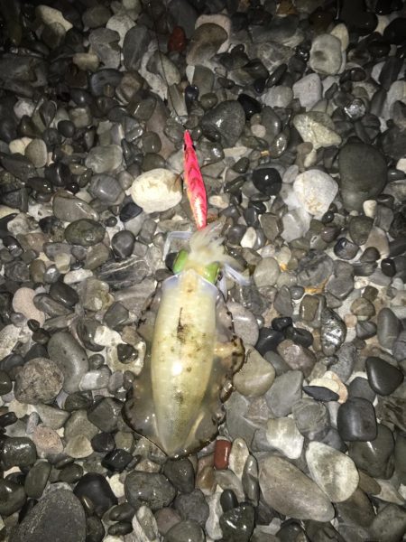 大里松原海岸 エギング