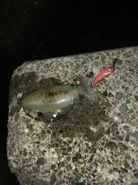 木岐&由岐エギング