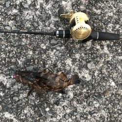 今日もライトロック