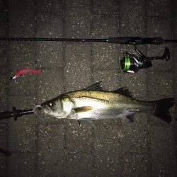 シーバス〜タチウオワインド〜LSJ