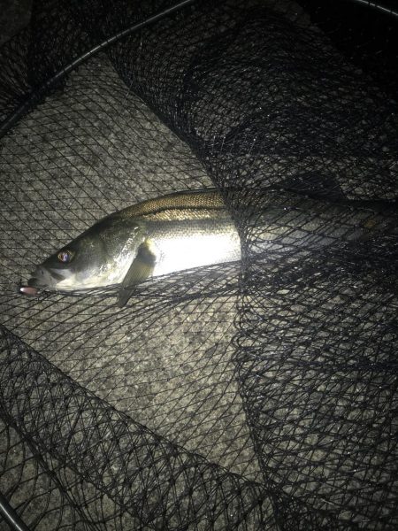 シーバスデイゲームでまさかの成分が！