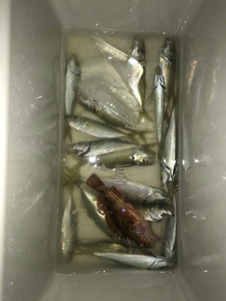 アジング&タコ釣り