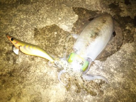 癒やしのアオリイカ