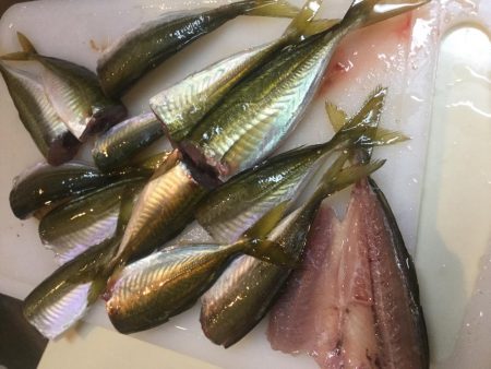 味のある鯵が爆釣な感じ。