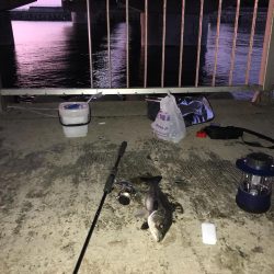 美浜大橋下 シーバス