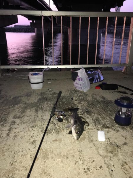 美浜大橋下 シーバス