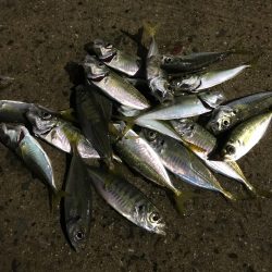 どんだけー釣れる！