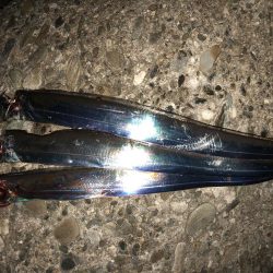 今日もタッチー(^。^)