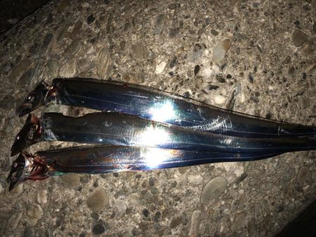 今日もタッチー(^。^)