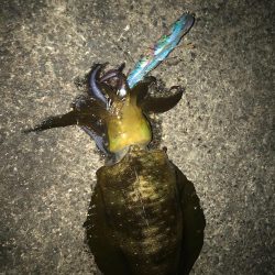 連休最終日初心者にレクチャーエギング