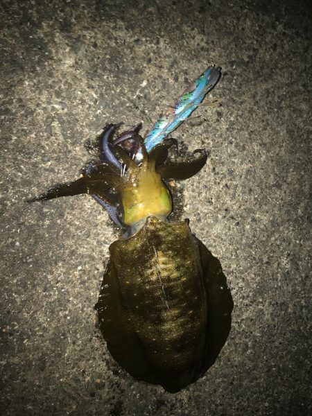 連休最終日初心者にレクチャーエギング