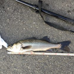 チニングのはずが、、、