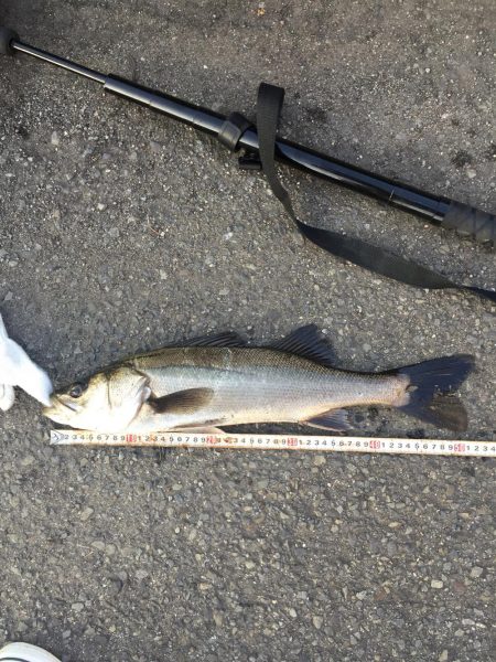 チニングのはずが、、、