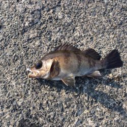 アジングでメバル