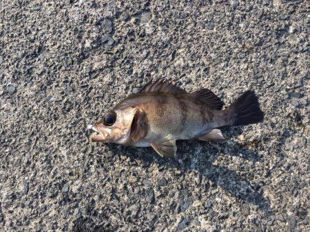 アジングでメバル