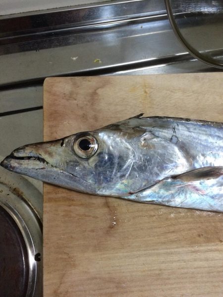 ドラゴン出ました