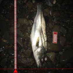 落ち鮎パターン