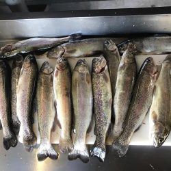 管理釣り場でトラウト！