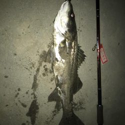 初ランカー！！